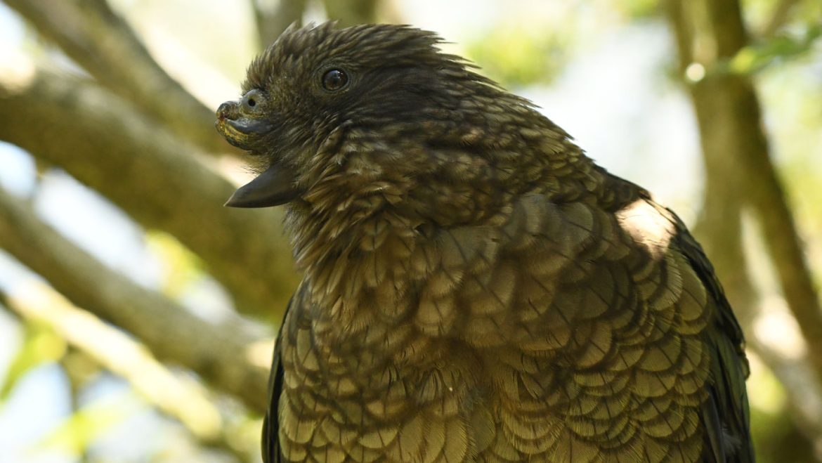 Half-Beaked Parrot Wins Dominance Through Novel Fighting Technique, Researchers Report Half-Beaked Parrot Wins Dominance