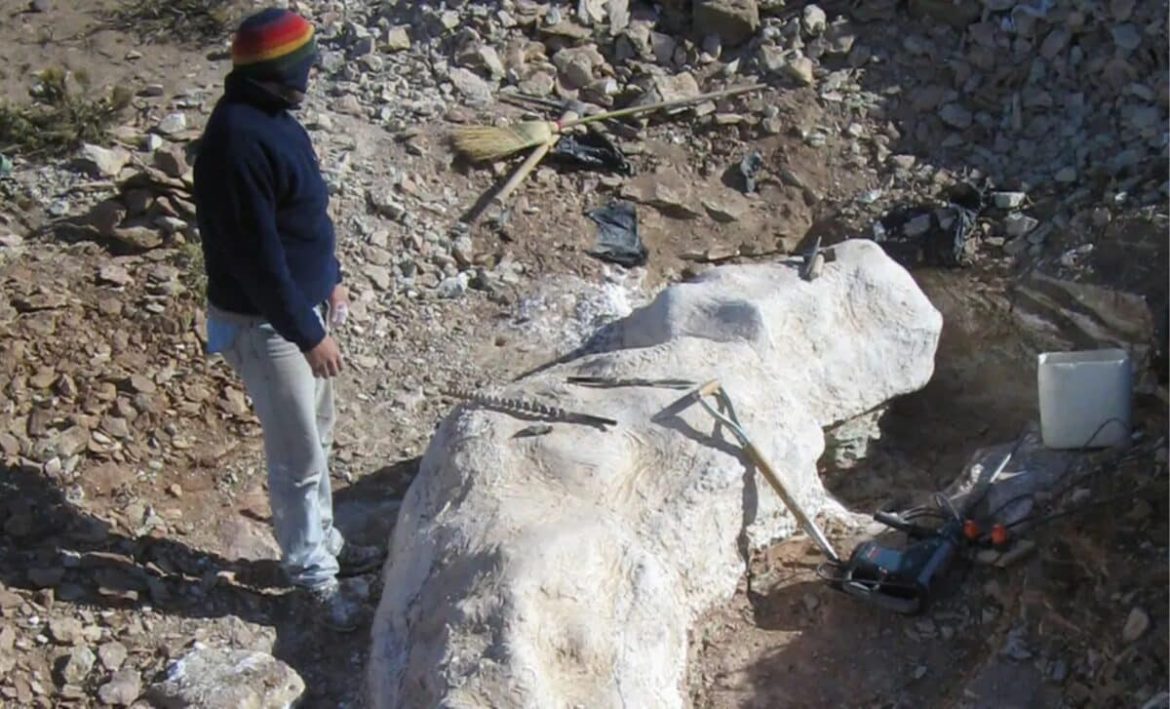 New Patagonian Dinosaur Fossil Reveals Unexpected Brachiosaurid Lineage in South America