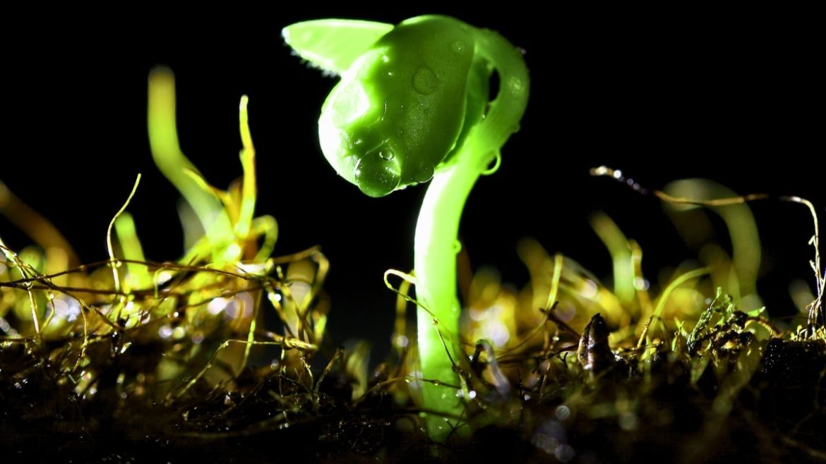 Fungal ice-making proteins work at higher temperatures than bacterial or mineral seeds
