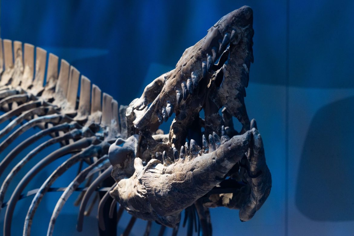 Why the "T. rex of the sea" isn't just a bigger mosasaur