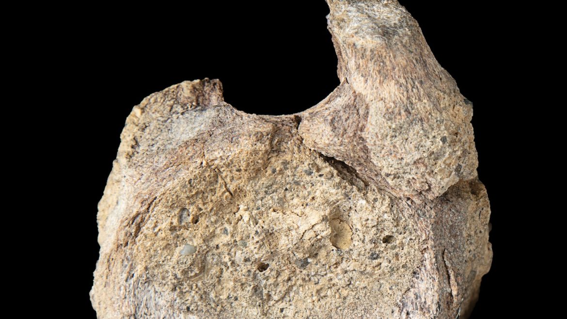 The Forgotten Fossil and Its Long-Awaited Identification
