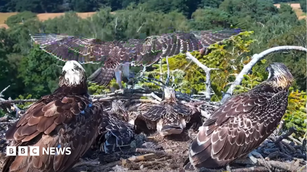 A Rare Milestone in Osprey Recovery