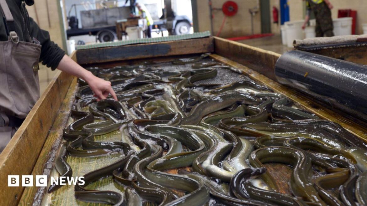 Lots of eels are on a counter. A hand is touching one. The person is mostly out of shot but is wearing overalls
