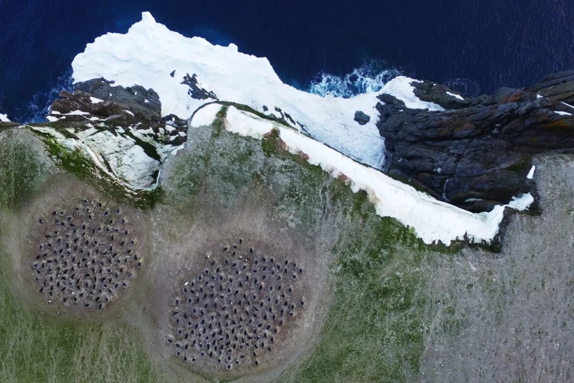 Penguin Guano Reveals Dietary Shifts Linked to Climate Change