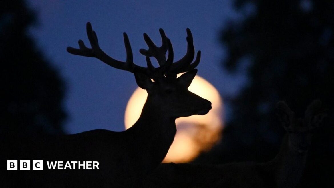 The silhouette of a buck with big antlers in front of the golden disc of a new Moon set in blue sky