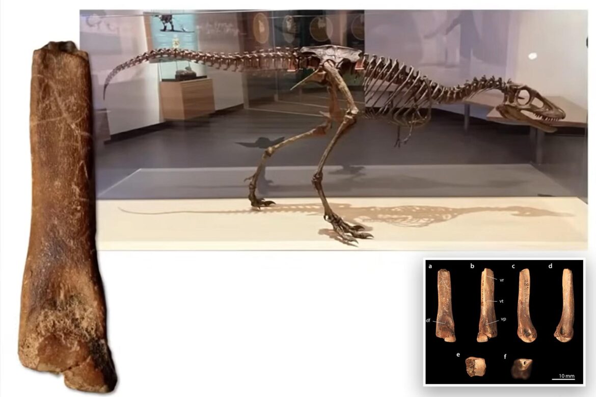 Researchers have discovered ever T. rex hatchling fossils in museum storage, finding that everything we knew about their
