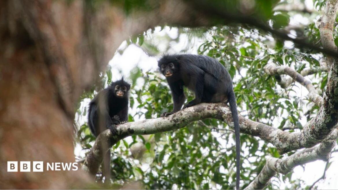 Elusive Discovery: From Blurry Photos to Scientific Confirmation