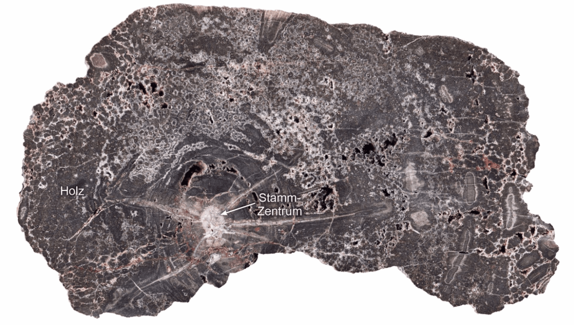 300-Million-Year-Old Fossilized Wood Tells Us More About Geologic History Than Anyone Imagined