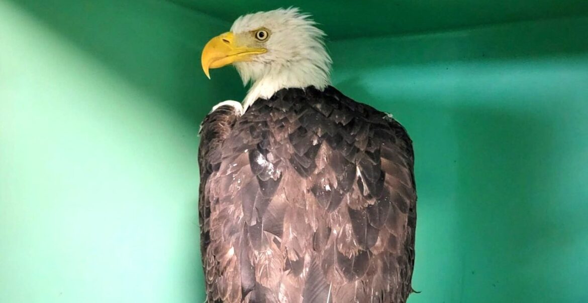 Jackie the Bald Eagle Receiving Care Following Territorial Altercation