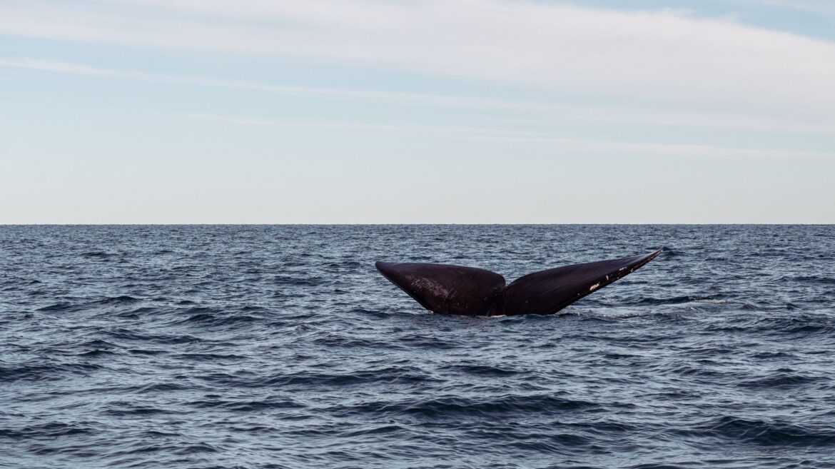 The Acoustic Arms Race Between Blue Whales and Orcas