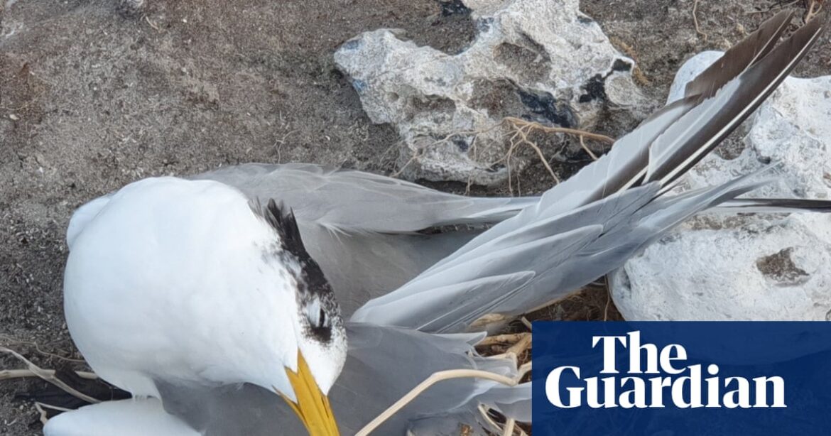 Australia Bird Flu Crisis Escalates With 74 Wild Cases Confirmed