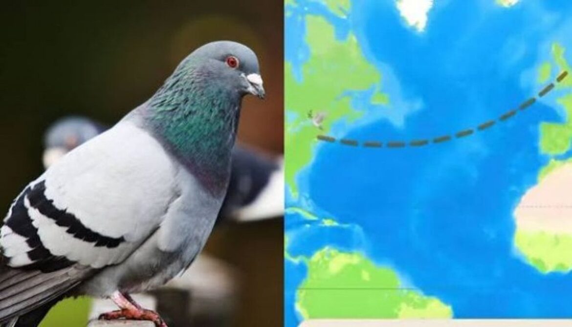 Carrier Pigeon Apps Send Messages at Virtual Pigeon Speeds