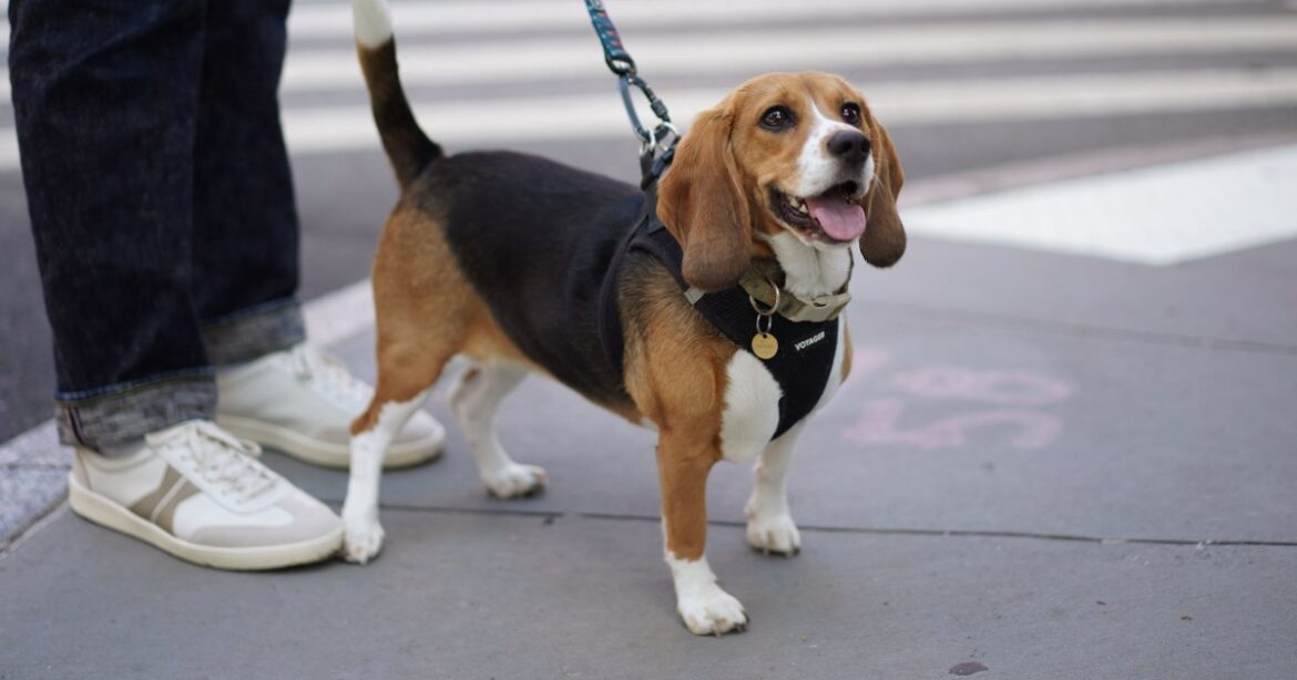 CRISPR Beagles: Scientists Breed World's First Hypoallergenic Dogs