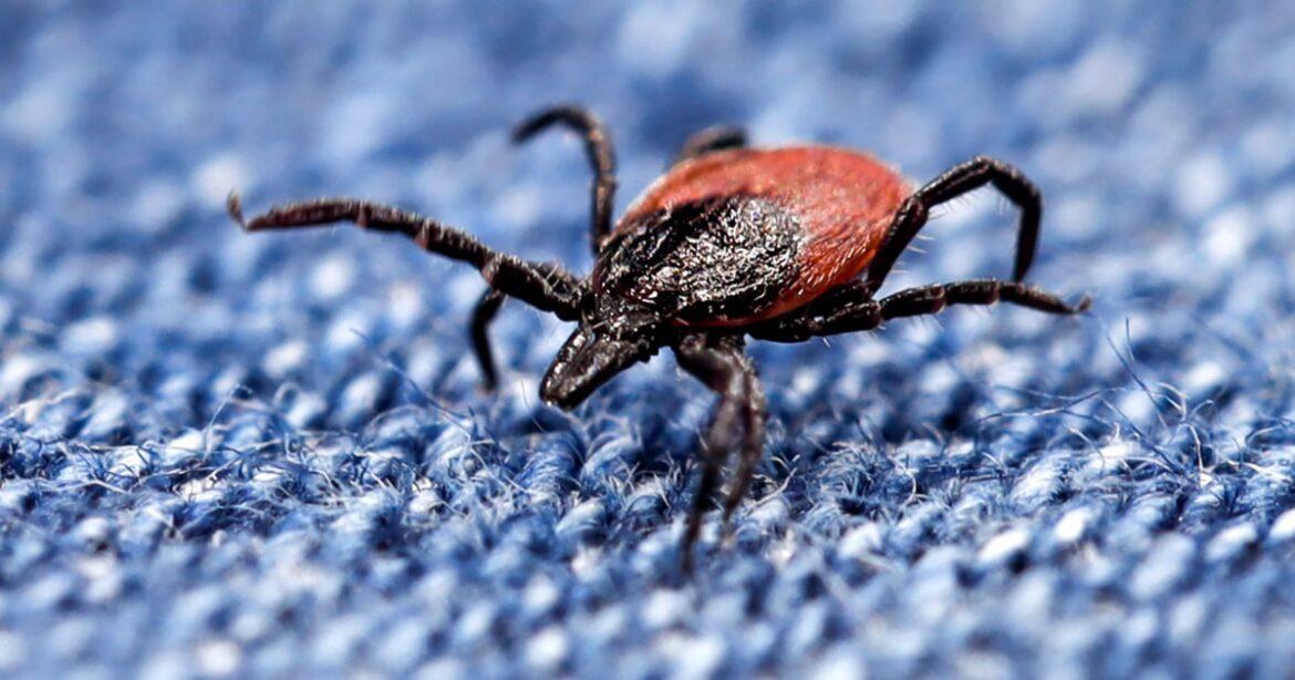 North Carolina Ticks on the Rise: Lyme Disease Cases Spur Alert
