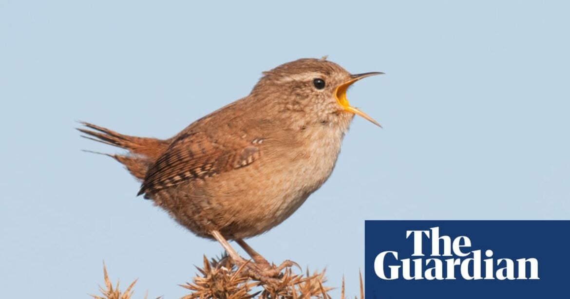 Study Reveals Birdsong Boosts Mood, Traffic Noise Undermines Benefits