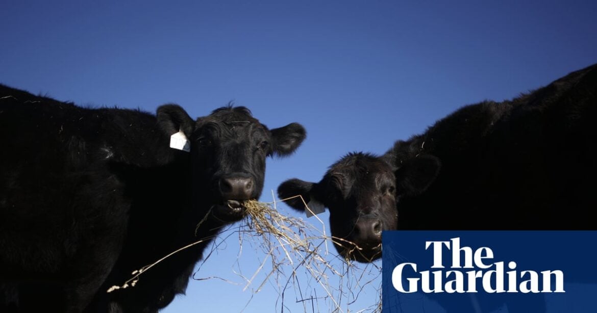 Trump Moves to Allow Ranchers to Process Own Meat