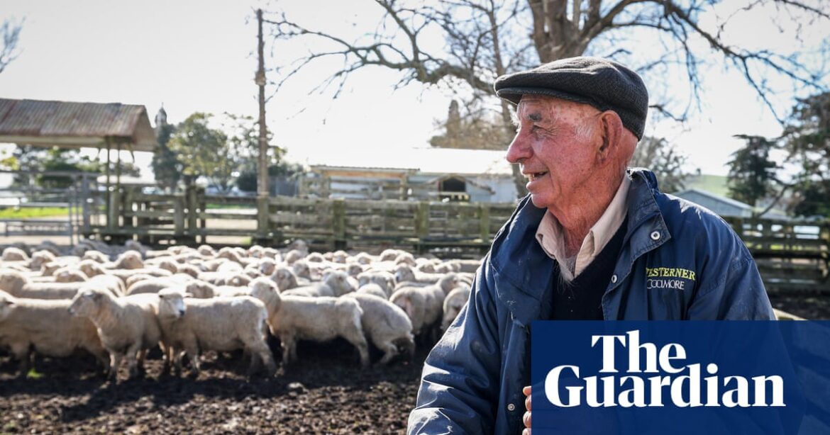 New Zealand Wool Industry Shows Signs of Comeback Amid Oil Prices