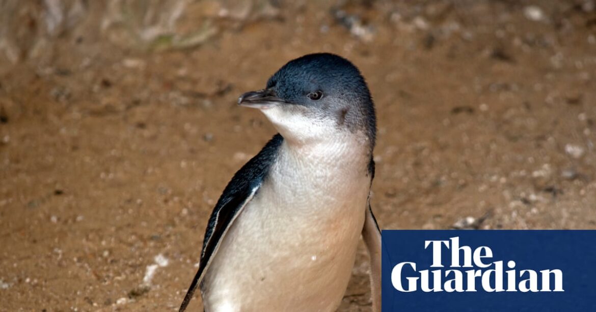 Penguin Island Outbreak: 28 Dead Found with H5N1 Bird Flu Tested