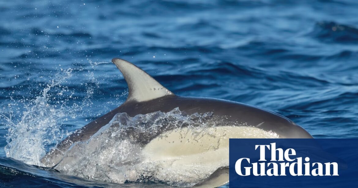 Australian Researchers Withdrawn from Macquarie Island Over H5 Bird Flu Concerns