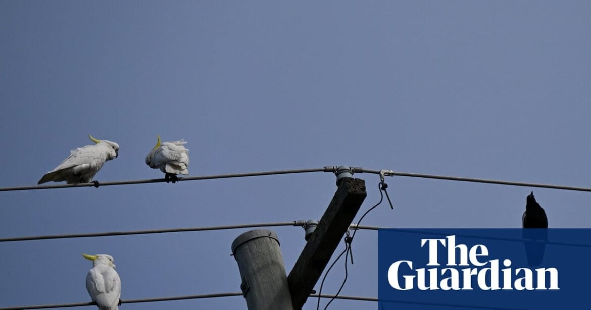 Australia's Solar Sharer Scheme Offers Free Power But May Raise Overall Bills