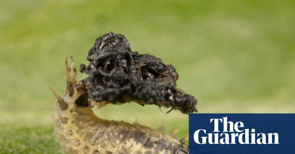 Ceredigion wildlife recorders track rare insects and environmental shifts