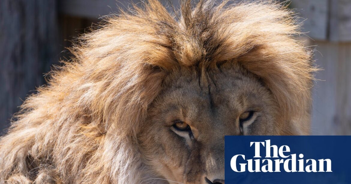 Ukraine War Rescue Lion Taras Battles Rare Fungal Disease in Minnesota