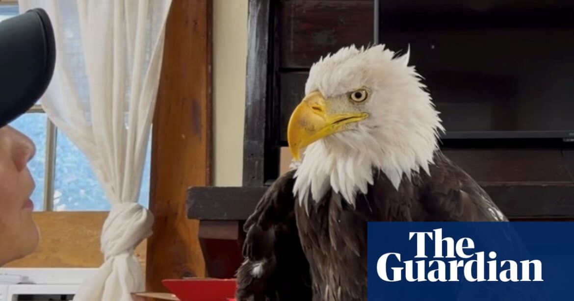 Jackie the Bald Eagle Dies at 14 After Intensive Medical Treatment