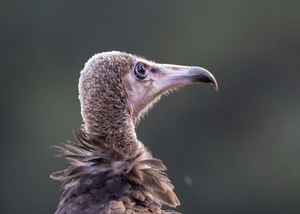 Nigeria's Vulture Populations Collapse as Poaching and Habitat Loss Mount