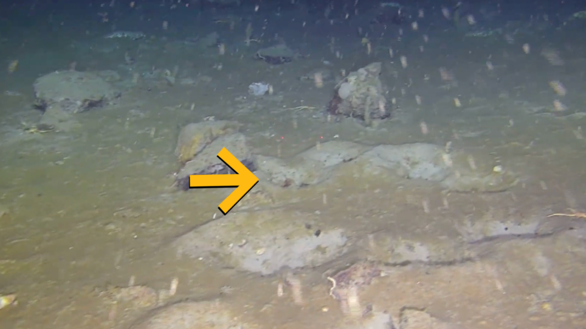 Antarctic Fish City: 60 Million Icefish Nests Discovered Beneath Ice Shelf