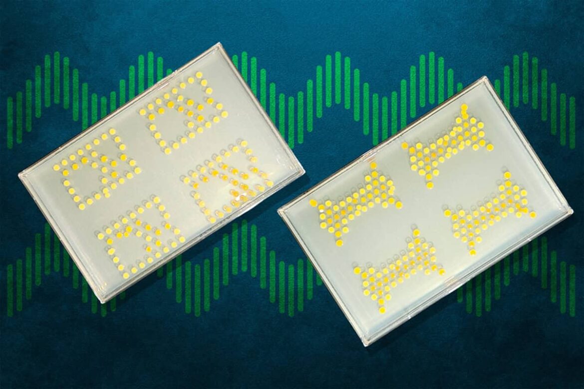 MIT Scientists Turn Bacteria Into Living Transistors for Biological Circuits