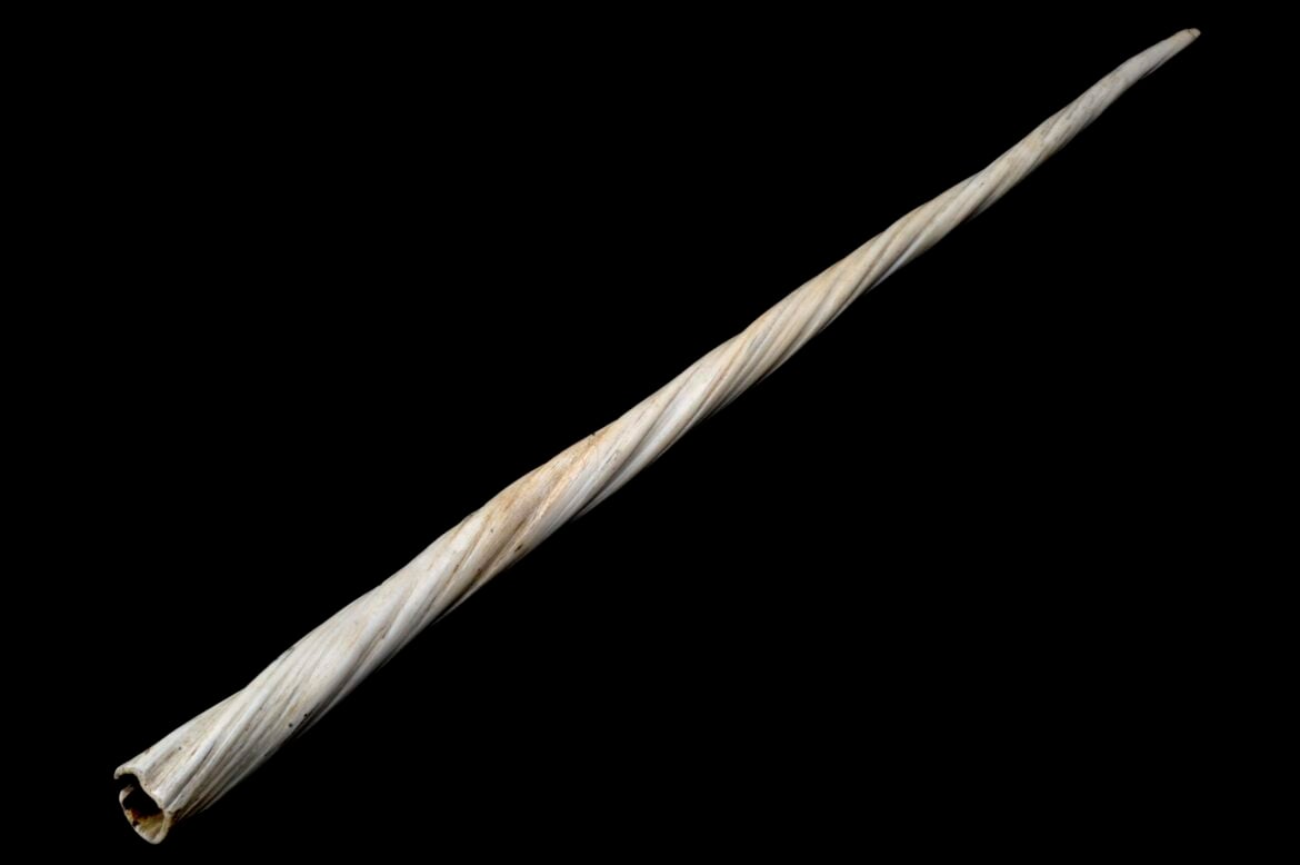 Narwhal Tusk Discovery: X-Rays Reveal Hidden Double-Helix Structure