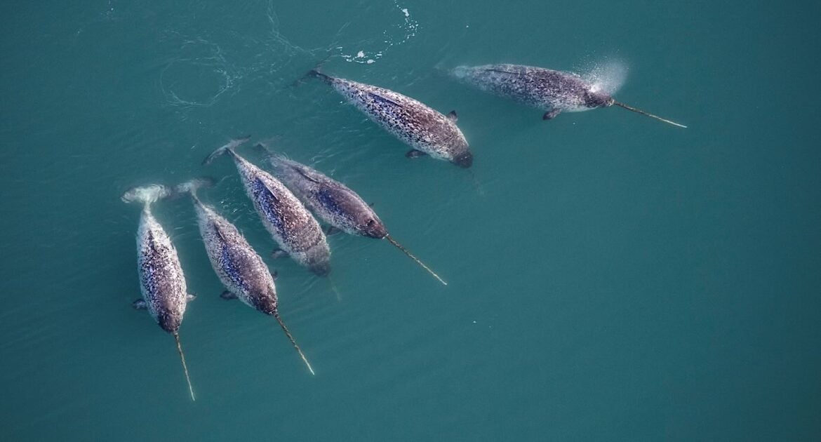 Narwhal Tusk Secrets Revealed: Twisted Double-Spiral Structure Uncovered
