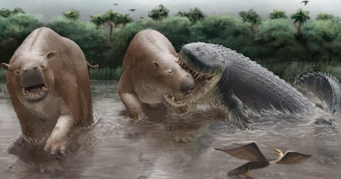 Giant Crocodylians Ruled South America's Ancient Miocene Food Chain