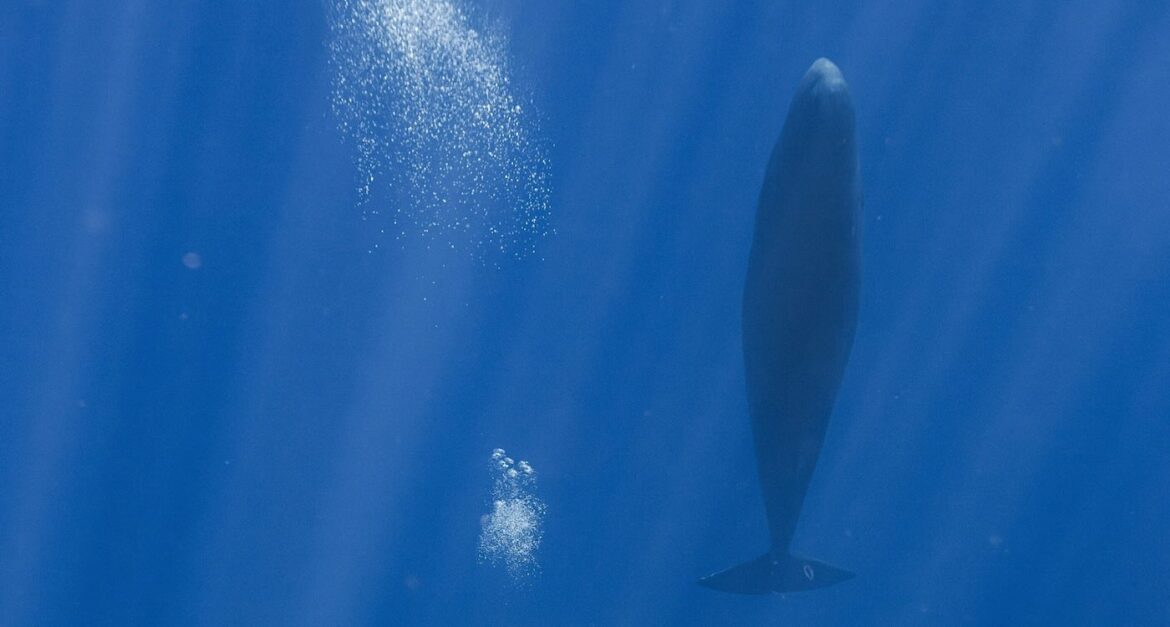 Sperm Whales Use Bubbles to Maintain Buoyancy While Resting Vertically