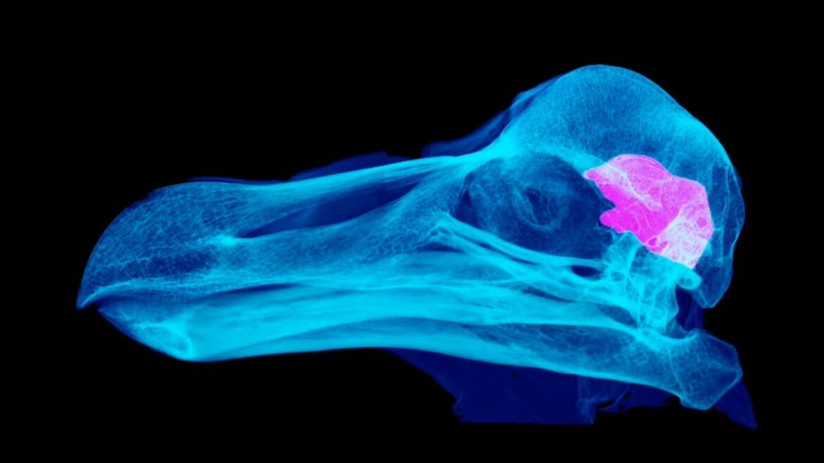 A scan of a dodo skull, revealing the size and shape of its brain