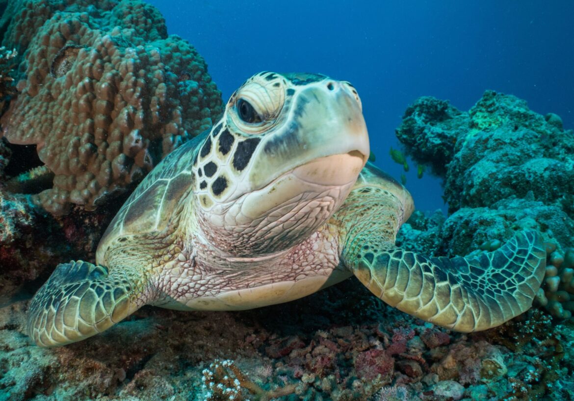 Scientists Map Ancient Landscapes Beneath Great Barrier Reef