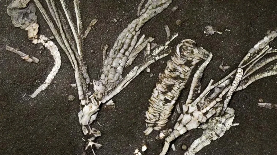 450-Million-Year-Old Fossil Reveals Rare Preserved Soft Tissue in Crinoid