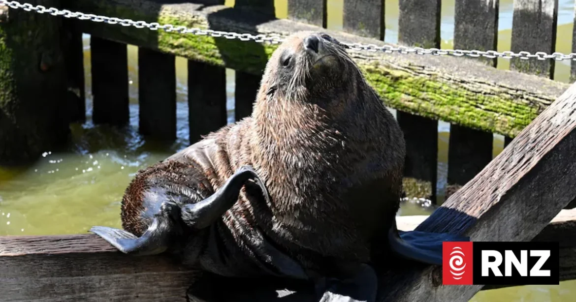 A long-nosed fur seal is Australia's first case of H5 bird flu in a mammal