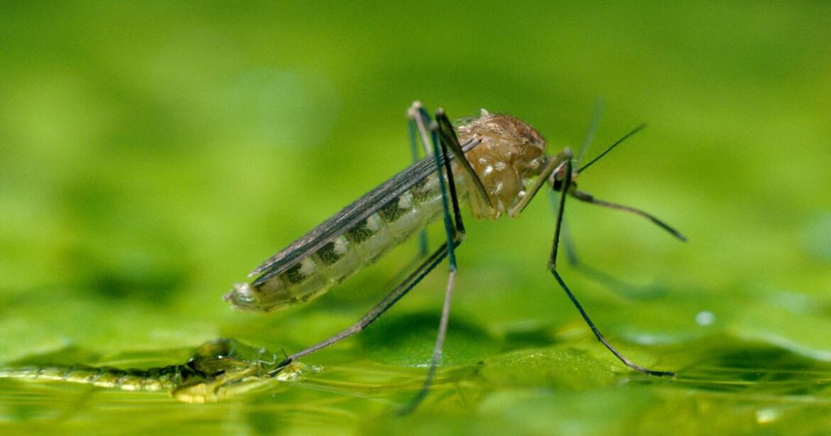 Three Horses Infected with West Nile Virus in Pyrénées-Orientales After Human Case
