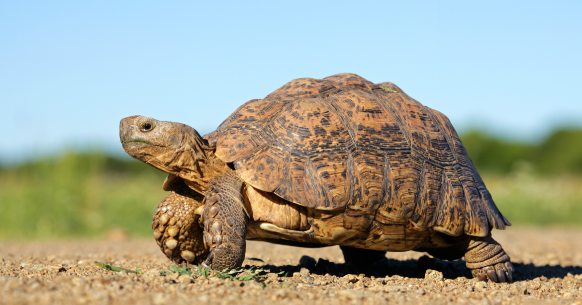 Surveys at the Ivanpah solar site in the Mojave predicted at most 32 desert tortoises, and crews then unearthed close to