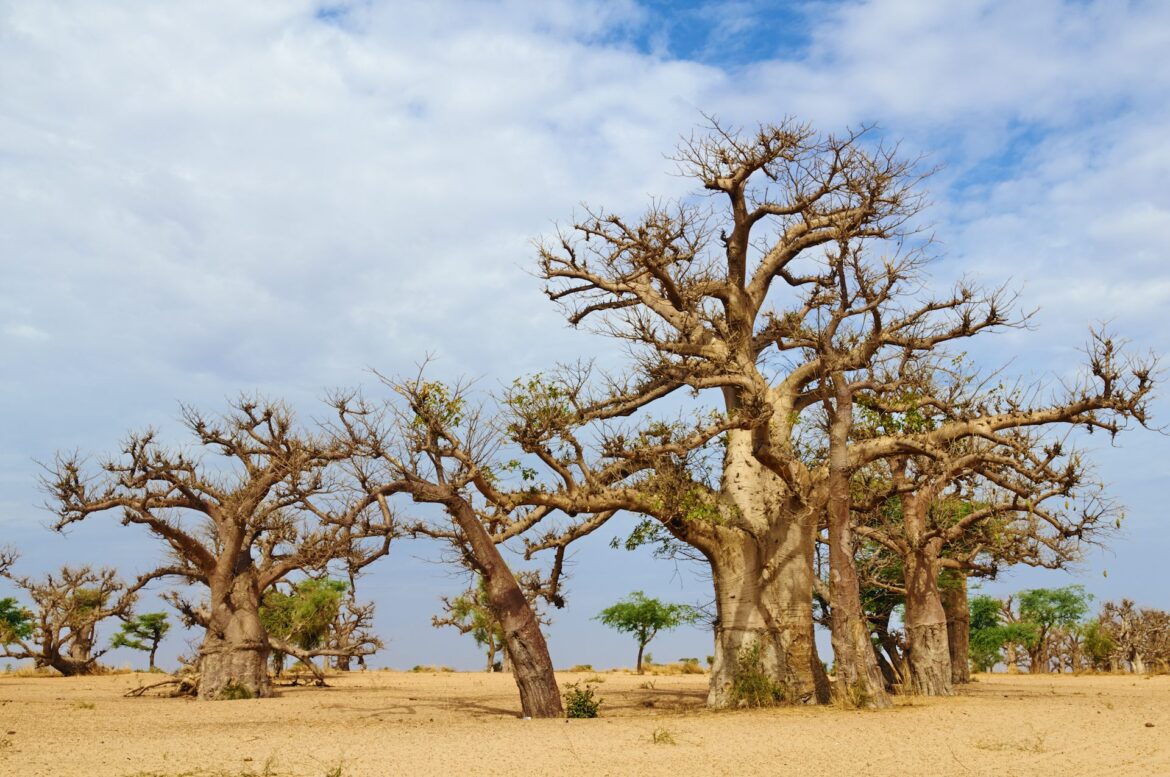 New Baobab Species Adansonia bozy Identified in Madagascar via Genetic Analysis