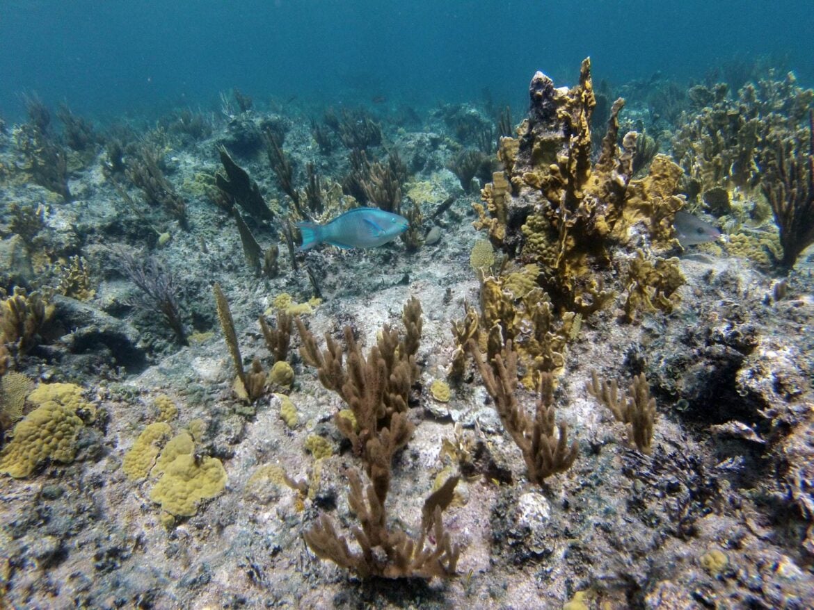 Global Coral Reefs Face Decline as Marine Heatwaves Shorten Recovery Time