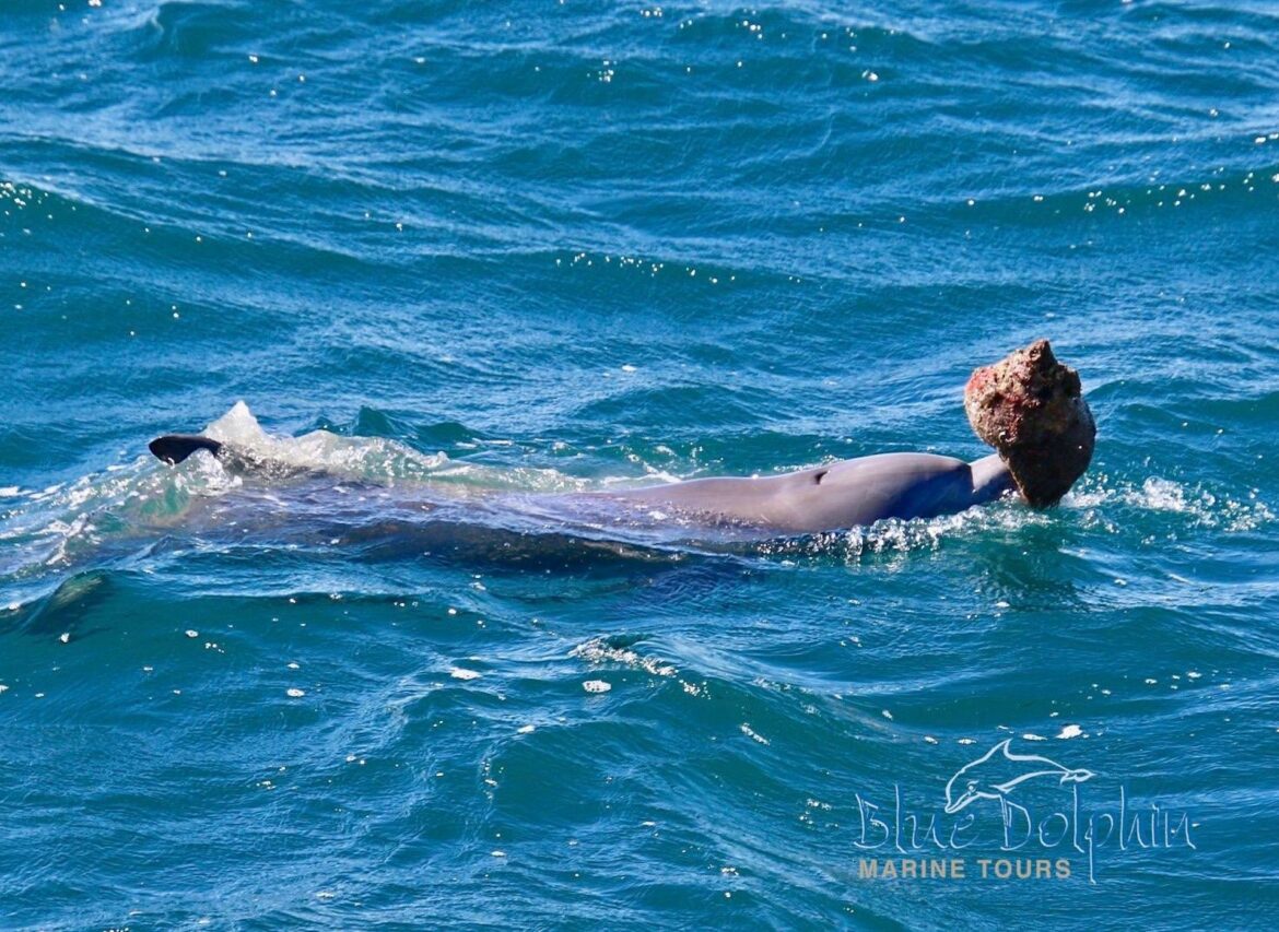 Dolphins Across Australia Independently Invent Shell-Tool Foraging Tactics