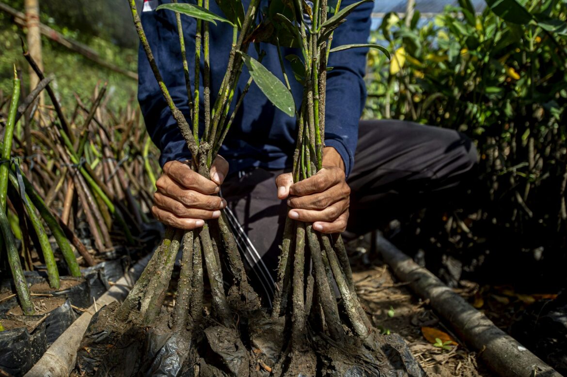 Global Mangrove Forests Expanding for First Time Since 1984 Monitoring Began