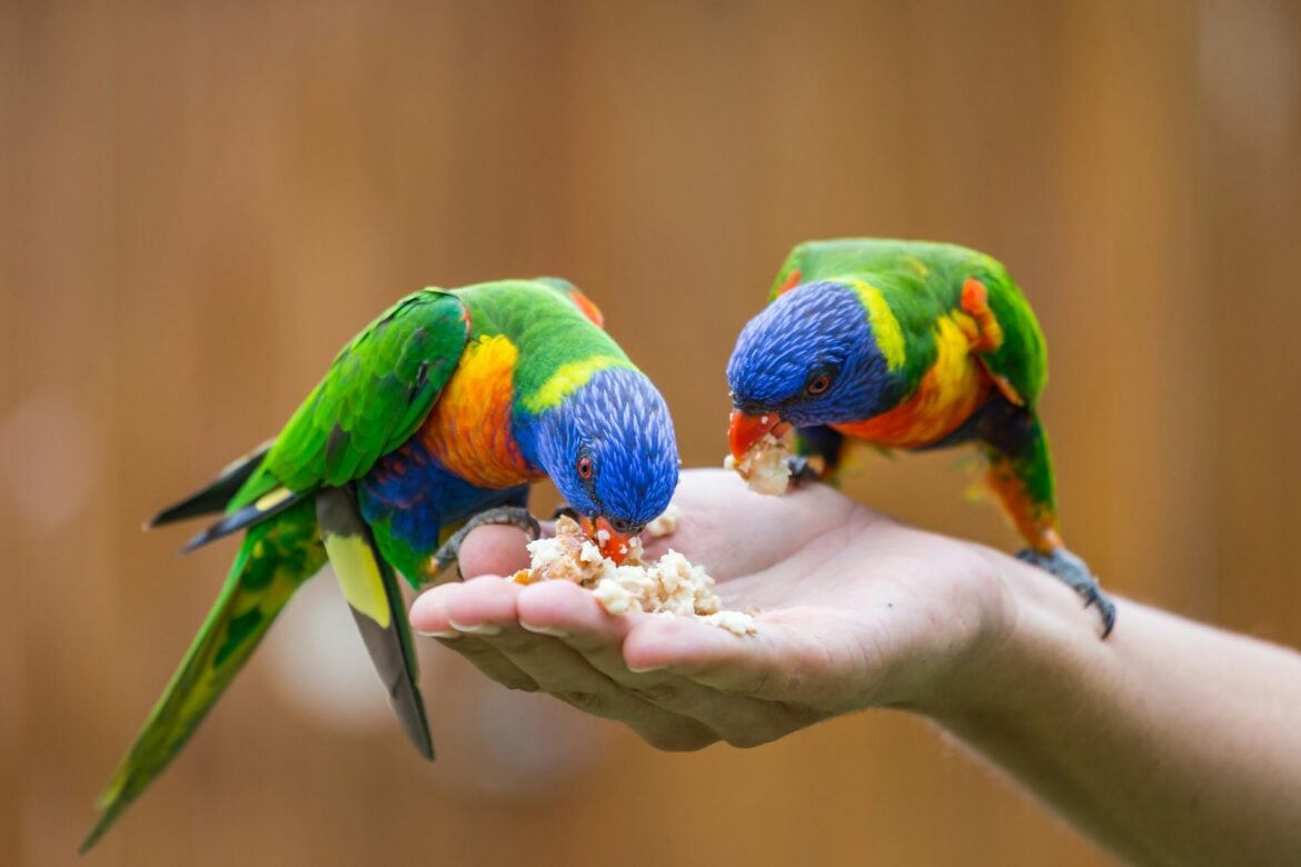 Australia's Backyard Bird Feeding Sparks H5N1 Avian Flu Concerns