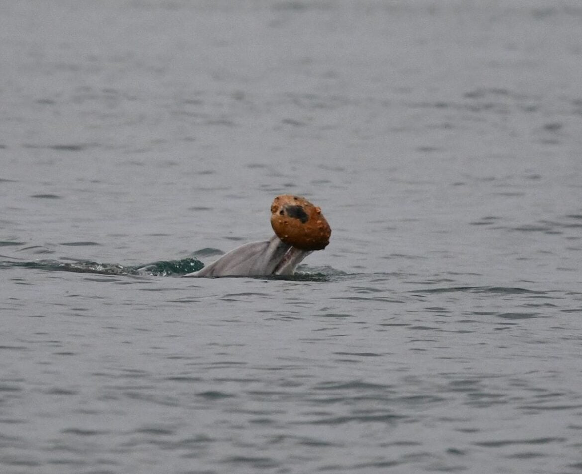 Dolphins in Australia Use Seashells to Catch Fish in Rare Hunting Behavior