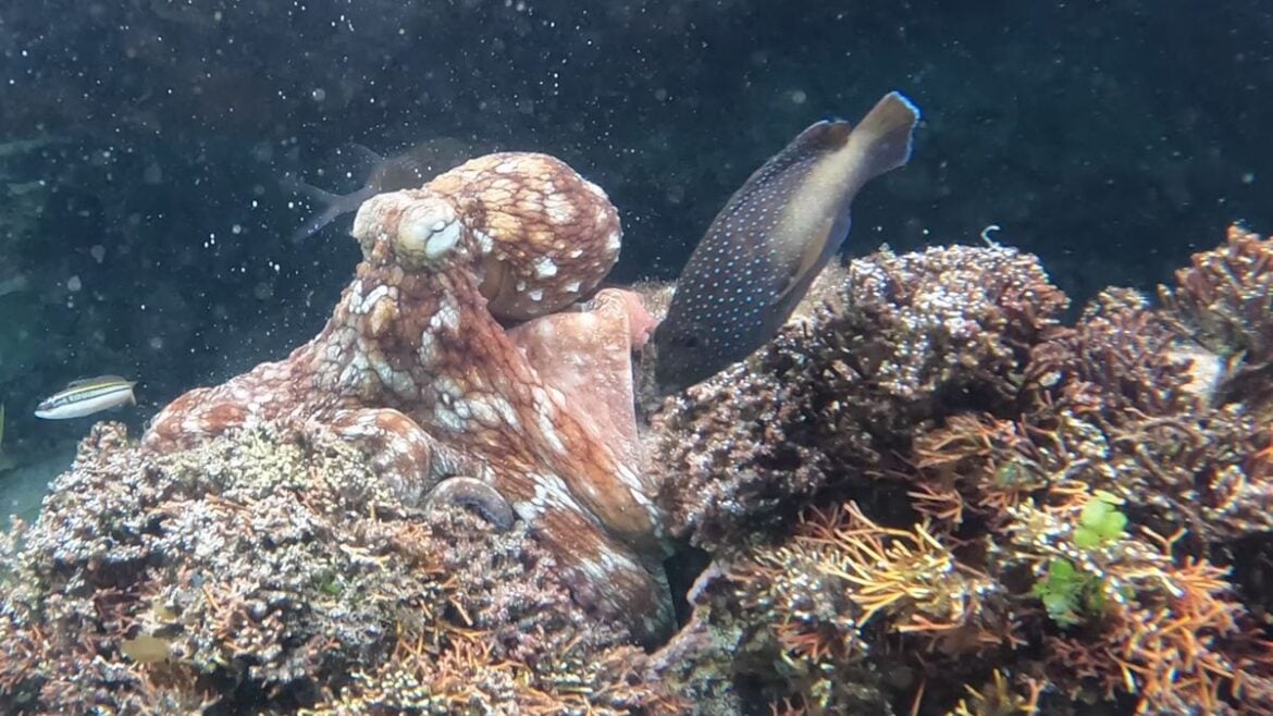 Octopuses Tailor Defensive Arm Slaps to Specific Reef Fish Threats