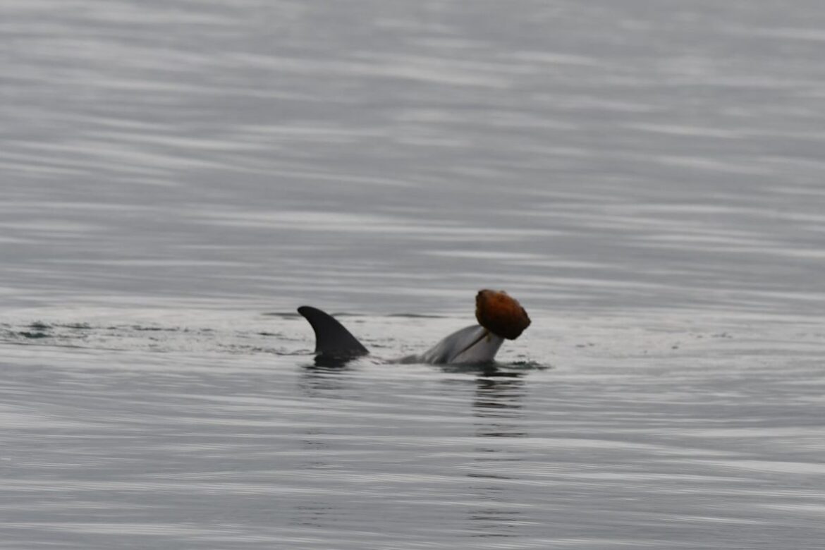 Bottlenose dolphins recorded using shells to catch fish in Queensland waters