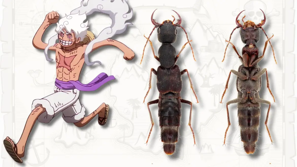 New Luffy Beetle Genus Named After One Piece Due to Stretchy Appearance