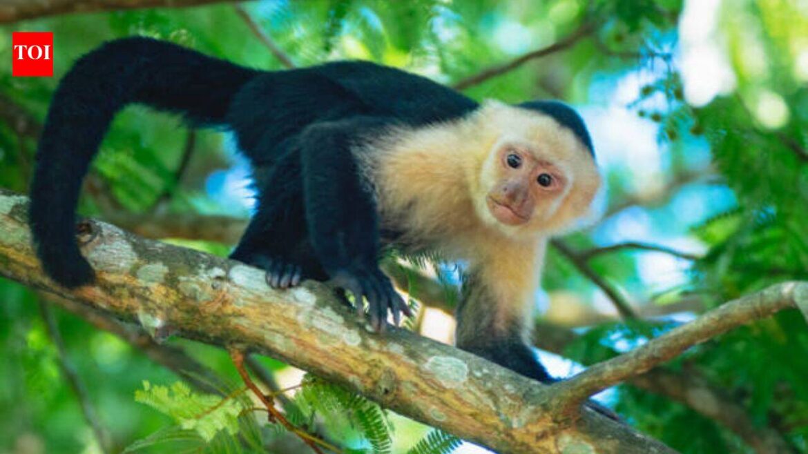 CapuchinAI: AI Touchscreen Used to Study Wild Monkeys in Costa Rica